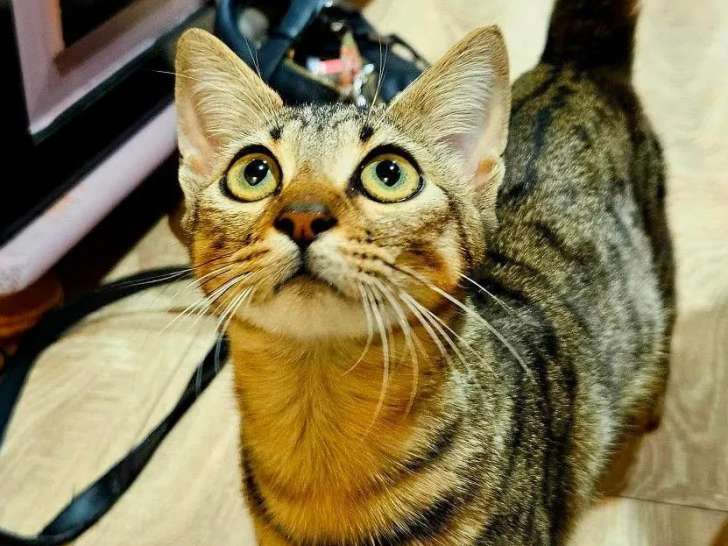 Chaton femelle de 8 mois à accueillir