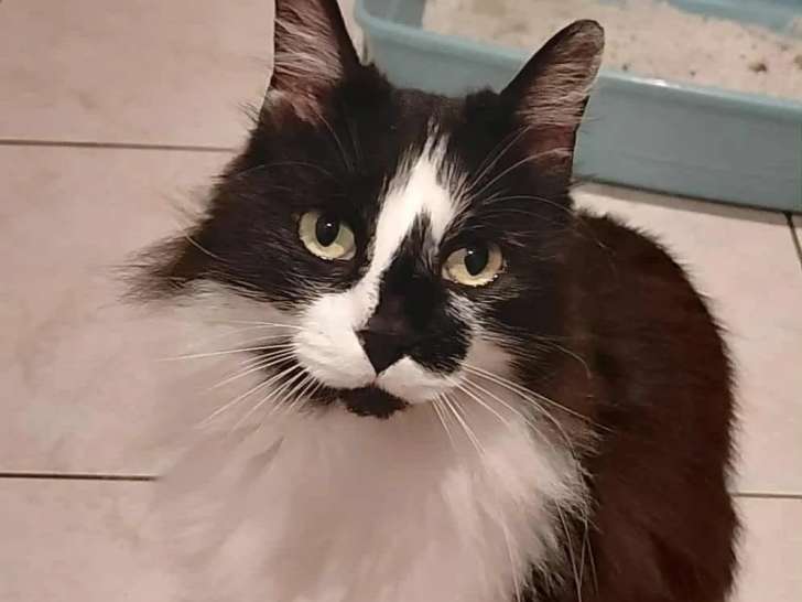 Chatte noire et blanche en quête d’une famille