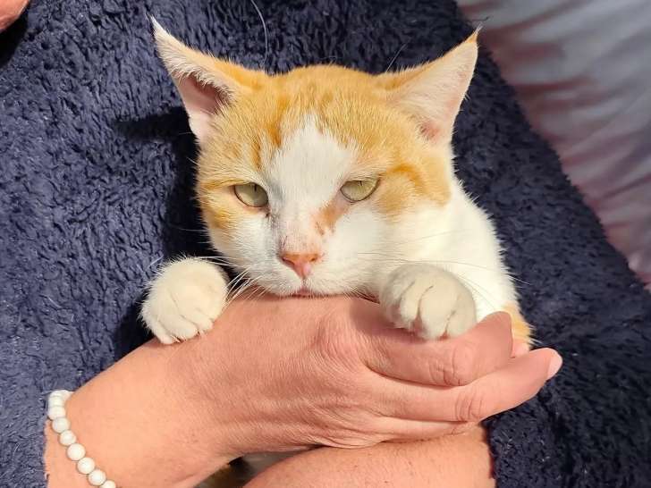 Adoption disponible : chat roux et blanc