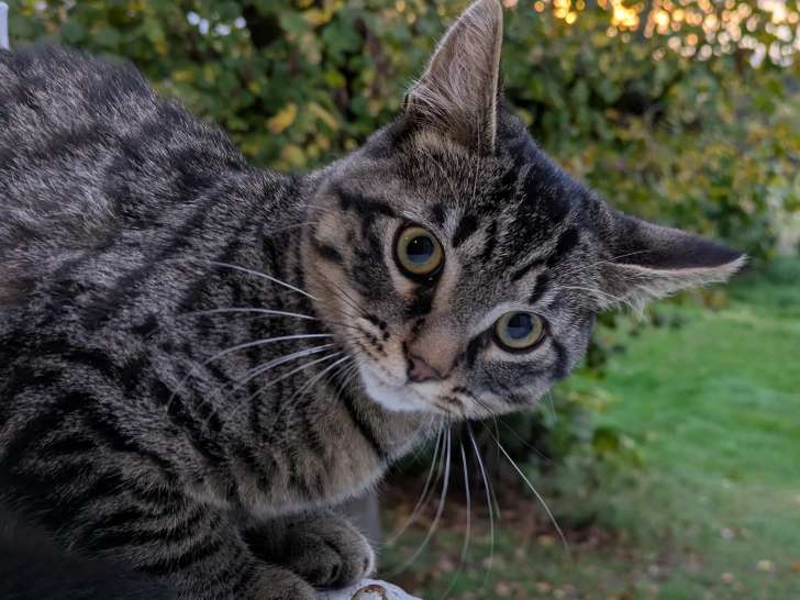 Chaton mâle de 4 mois à la recherche d’une famille