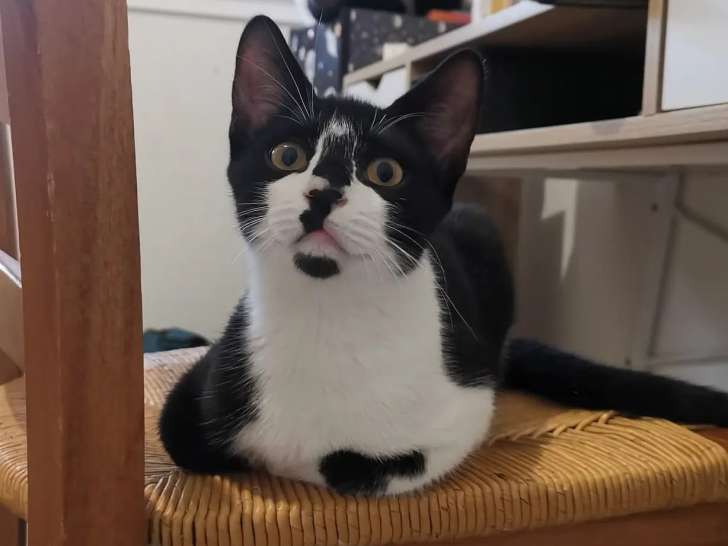 À adopter, chaton mâle noir et blanc