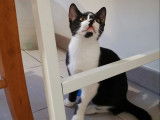 À adopter, chaton mâle noir et blanc