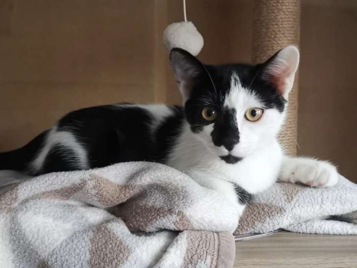 Disponible à l’adoption, chaton mâle de 6 mois