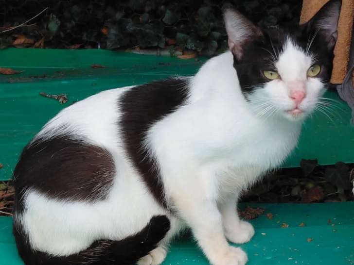 Prêt pour l’adoption, chat âgé d’un an