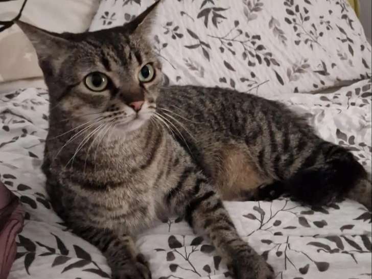 En attente d’une famille, chatte de 6 ans