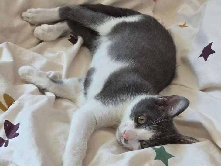 À accueillir, chaton mâle gris et blanc