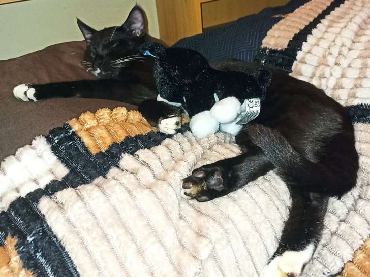 Chaussette, chaton noir et blanc à adopter en association