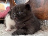 À réserver, 2 chatons British Shorthairs mâles LOOF