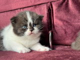 À réserver, 2 chatons British Shorthairs mâles LOOF