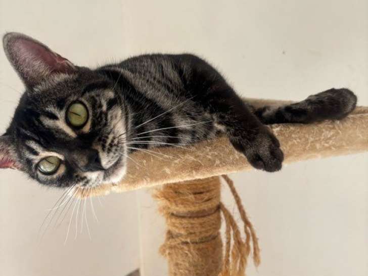 1 chatte Bengal Brown charcoal LOOF à vendre