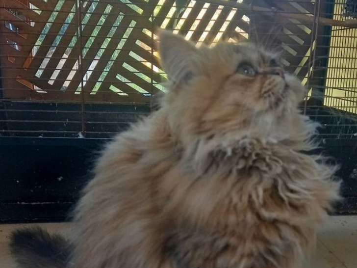 1 chaton mâle Persan Chinchilla LOOF à vendre, né en juin 2025