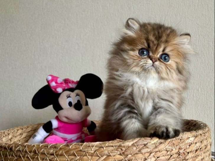 Réservation ouverte pour 1 chaton Persan mâle LOOF black golden shaded de septembre 2025