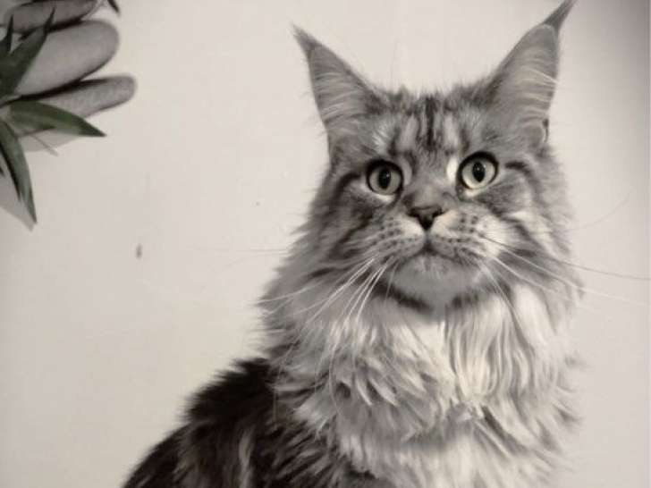 1 chatte Maine Coon LOOF à vendre