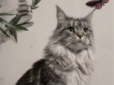 1 chatte Maine Coon LOOF à vendre