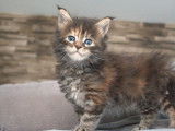 2 chatons Maine Coons LOOF à réserver