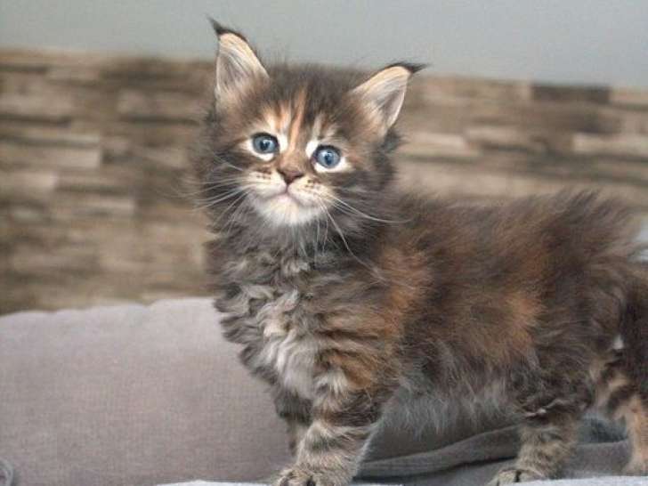 2 chatons Maine Coons LOOF à réserver