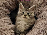 4 chatons Maine Coons non-LOOF mâle et femelles, nés en août 2025 à réserver