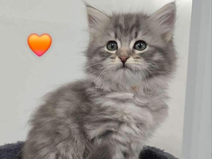 3 Chatons Sibériens mâles et femelle couleur variée, nés en septembre 2025, à vendre (LOOF)