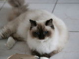 Mise en vente de 1 chatte Ragdoll Seal Mitted LOOF