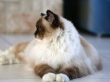 Mise en vente de 1 chatte Ragdoll Seal Mitted LOOF