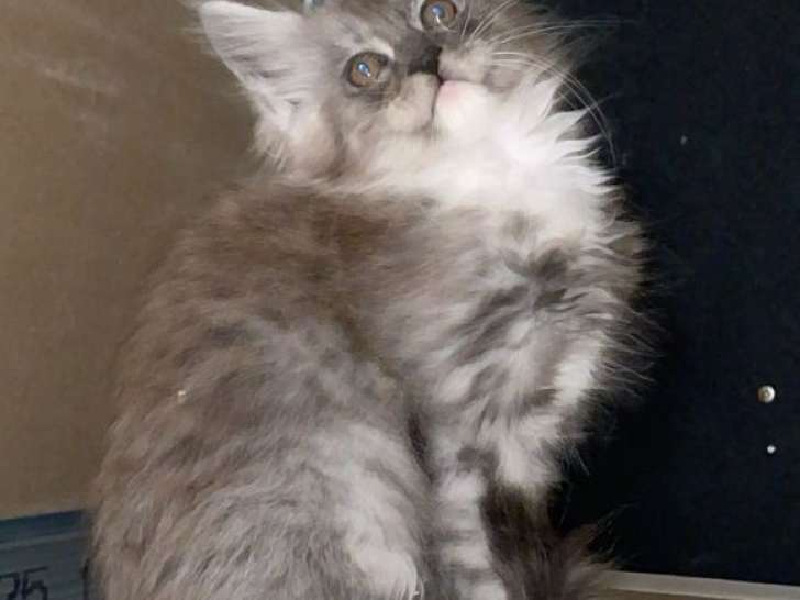 5 chatons Maine Coons non-LOOF à réserver, mâles et femelles nés en septembre 2025