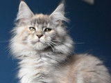 1 chaton femelle Maine Coon LOOF née en août 2025 disponible à la vente