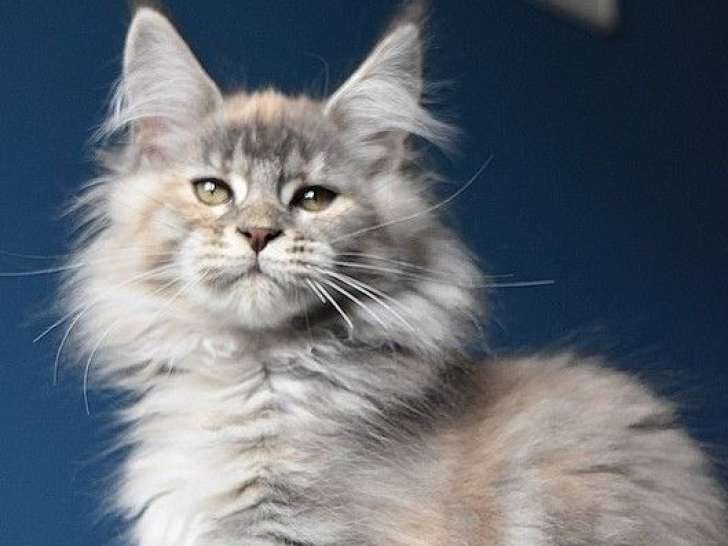 1 chaton femelle Maine Coon LOOF née en août 2025 disponible à la vente