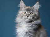 1 chaton femelle Maine Coon LOOF née en août 2025 disponible à la vente