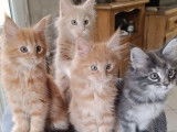 3 chatons Maine Coons femelles LOOF, bleu et red de septembre 2025 à vendre