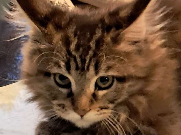 À vendre, 2 chatons Maine Coons mâle et femelle non-LOOF d’août 2025