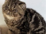 1 chaton Exotic Shorthair mâle LOOF de juillet 2025 disponible à la vente