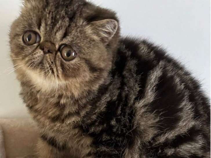 1 chaton Exotic Shorthair mâle LOOF de juillet 2025 disponible à la vente