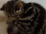 1 chaton Exotic Shorthair mâle LOOF de juillet 2025 disponible à la vente