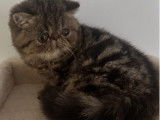 1 chaton Exotic Shorthair mâle LOOF de juillet 2025 disponible à la vente