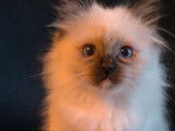 6 chatons Sacrés de Birmanie LOOF à réserver