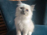 6 chatons Sacrés de Birmanie LOOF à réserver