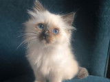 6 chatons Sacrés de Birmanie LOOF à réserver