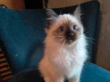 6 chatons Sacrés de Birmanie LOOF à réserver