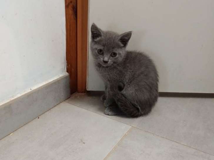 Mise en vente de 3 chatons Chartreux mâle et femelles LOOF d’août 2025