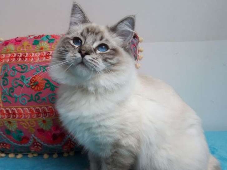 Vente de 3 chatons Ragdolls seal tabby point LOOF nés en juin 2025