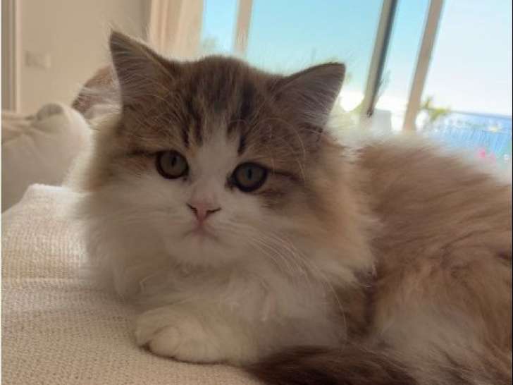 1 chaton mâle Highland Straight à vendre, pelage cuivré et blanc