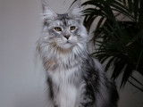 Mise en vente d’une chatte Maine Coon black silver tortie LOOF