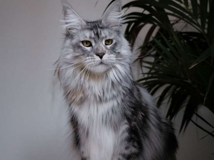 Mise en vente d’une chatte Maine Coon black silver tortie LOOF