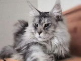 Mise en vente d’une chatte Maine Coon black silver tortie LOOF