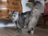 Mise en vente d’une chatte Maine Coon black silver tortie LOOF