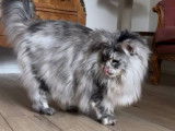 Mise en vente d’une chatte Maine Coon black silver tortie LOOF