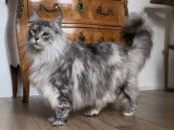 Mise en vente d’une chatte Maine Coon black silver tortie LOOF