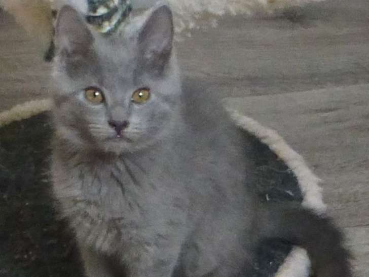 1 chaton mâle Chartreux LOOF à vendre, né en août 2025
