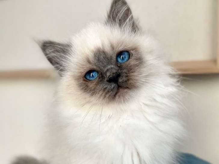 À réserver, plusieurs chatons Sacrés de Birmanie LOOF