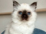 À réserver, plusieurs chatons Sacrés de Birmanie LOOF